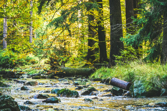 Goldener Herbst – Fotowalk im Schwarzwassertal