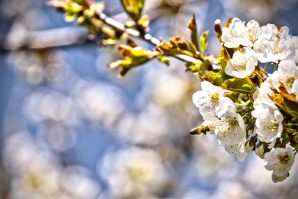Frühlingsimpressionen – bearbeitet mittels Darktable